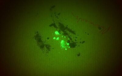 Crime-lite Applications: The use of Bandpass Filters in forensic examinations