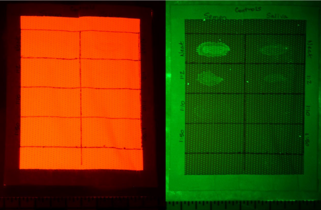 A comparison of the semen and saliva control sample on a neon pink shirt photographed using the CLA and the FL setting (left) and BP setting (right). The semen stains are in the left column and saliva in the right
